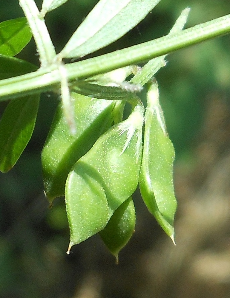 Vicia loiseleurii / Veccia di Loiseleur